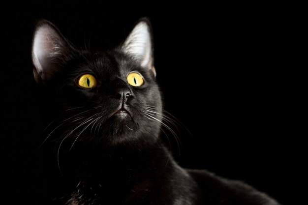 Foto retrato de un gato negro con ojos amarillos
