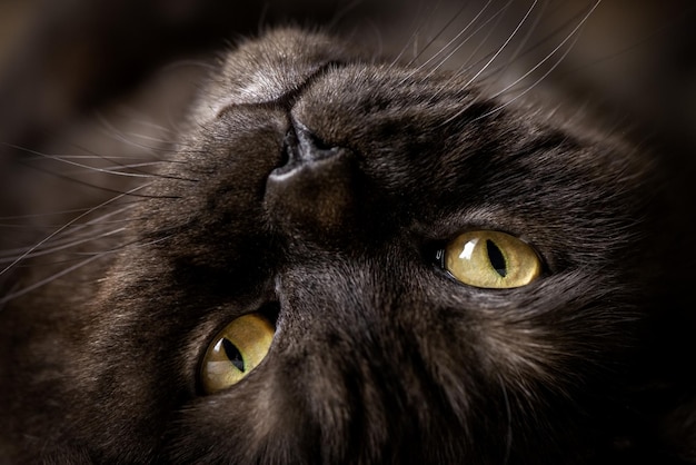 Retrato de gato negro con ojos amarillos.