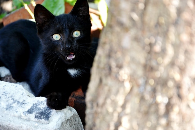 Retrato de un gato negro en una roca