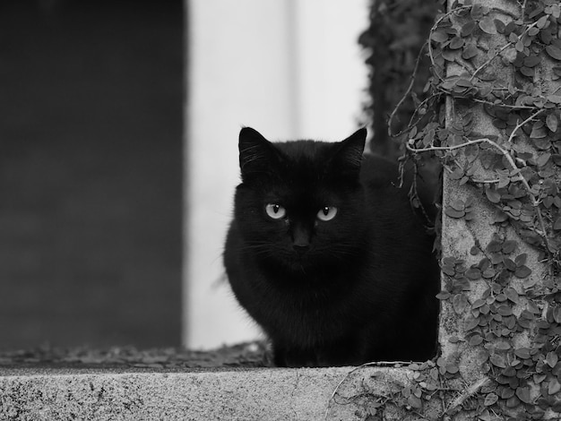 Retrato de un gato negro sentado al aire libre