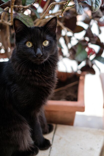 Retrato de un gato negro sentado junto a una planta en maceta