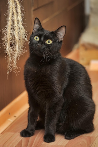 Foto retrato de un gato negro sentado en el suelo de su casa