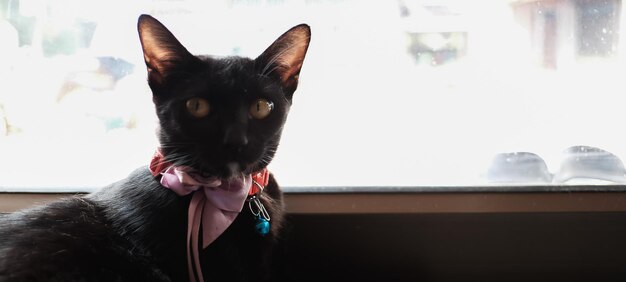 Foto retrato de un gato negro