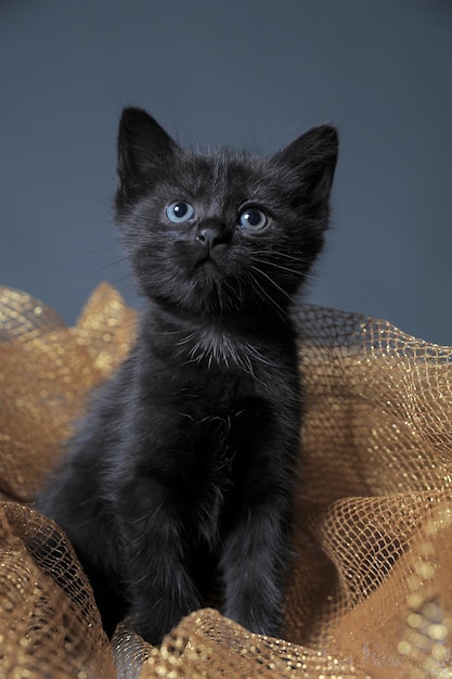 Foto retrato de un gato negro