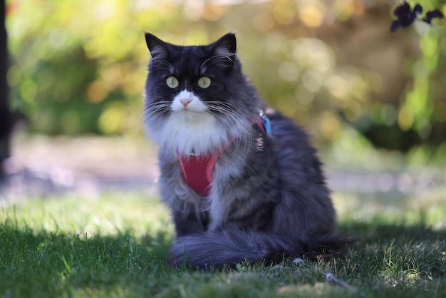 Retrato de un gato negro