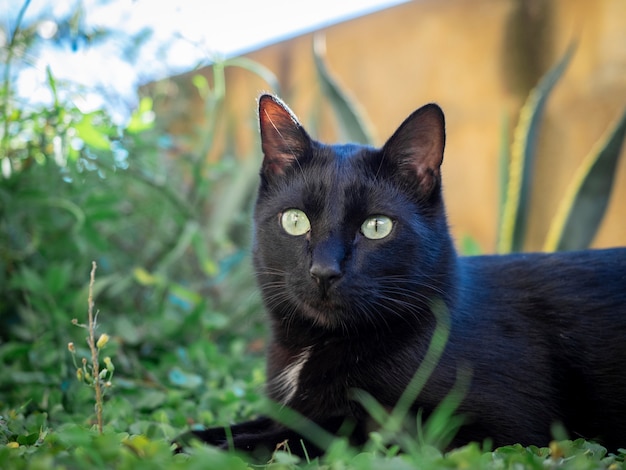 Retrato de gato negro