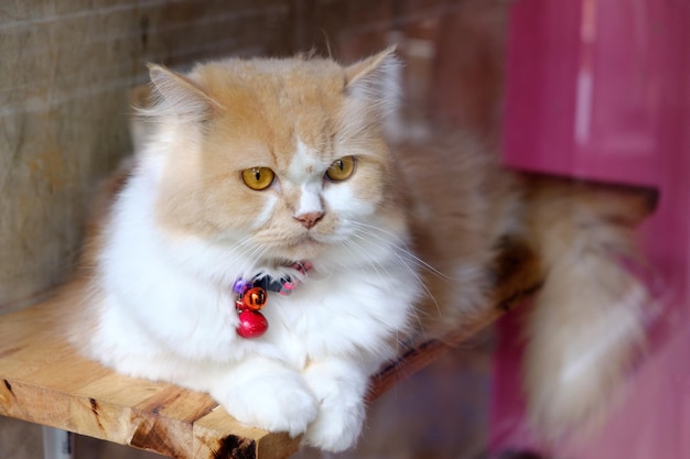 Retrato de gato de ojos marrones de cerca