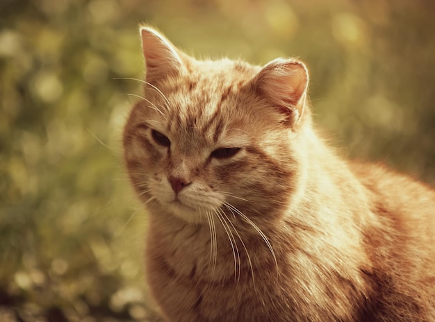 Retrato de gato de ojos verdes en el fondo de la naturaleza. Imagen en tonos vintage.