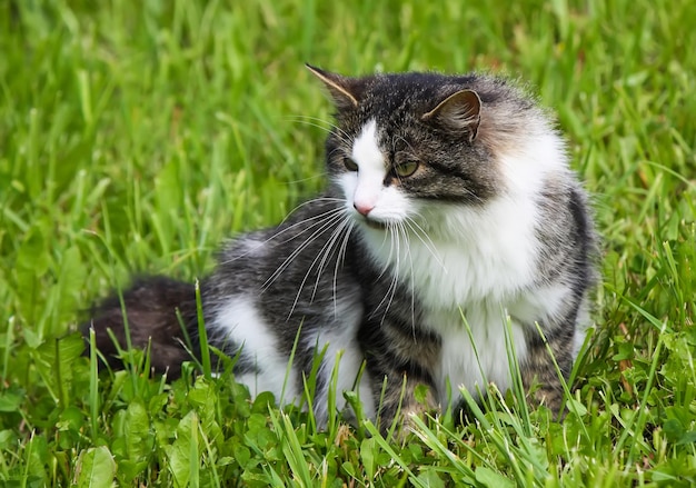 Retrato de gato de ojos verdes sobre fondo de naturaleza