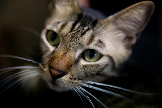 Retrato de un gato con ojos verdes