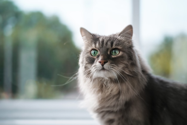 Retrato de un gato con ojos verdes