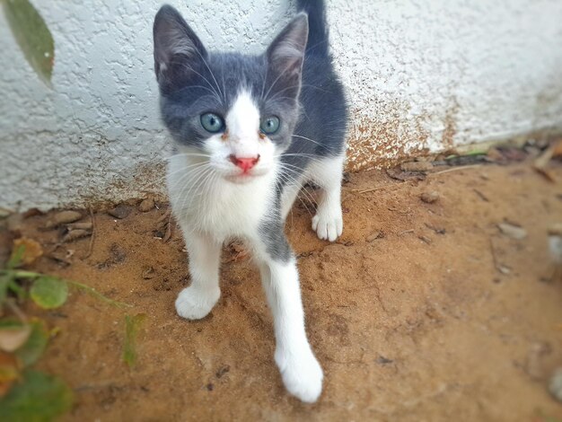 Foto retrato de un gato en una pared de contención