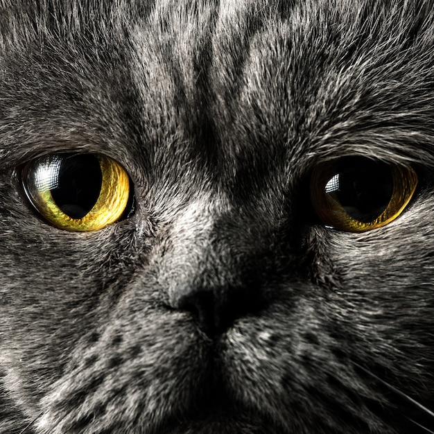 Retrato de un gato de pelo corto británico macho gris con ojos naranjas extreme close up