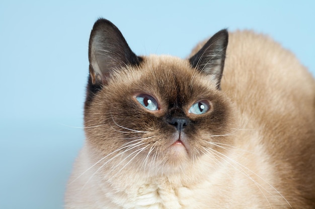 Retrato de gato de pelo corto británico Seal Point