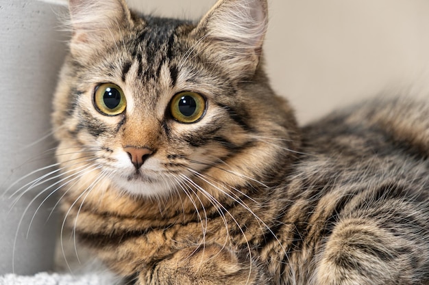 Retrato de un gato peludo a rayas mirando una cámara en el interior