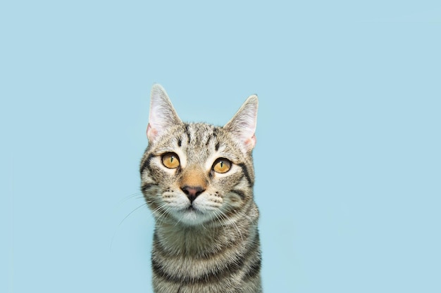 Foto retrato de un gato pequeño serio mirando a la cámara aislado en un fondo azul pastel en la temporada de verano o primavera