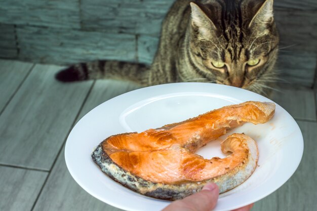 Retrato de un gato con pescado frito. Concepto de comida natural para mascotas