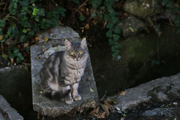 Foto retrato de gato en piedra