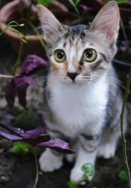 Retrato de un gato en una planta