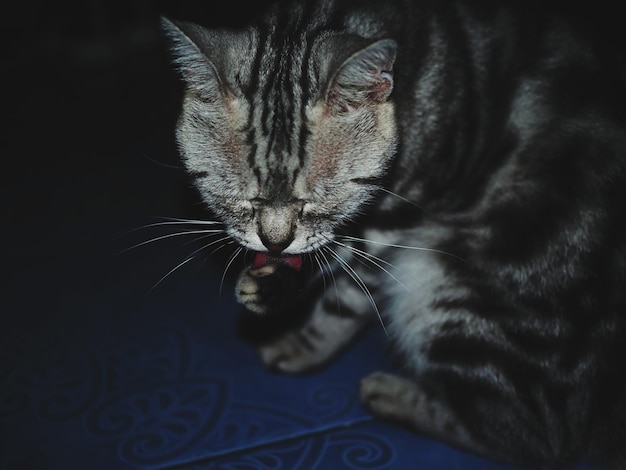 Foto retrato de un gato en primer plano