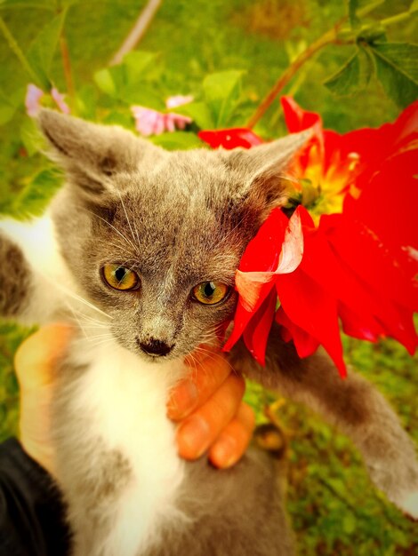 Foto retrato de un gato en primer plano