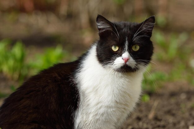 Foto retrato de un gato en primer plano