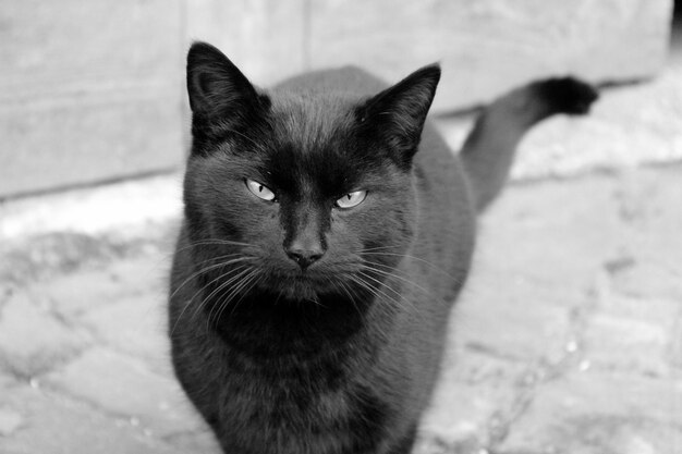 Foto retrato de un gato en primer plano