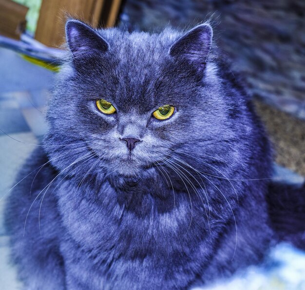 Foto retrato de un gato en primer plano