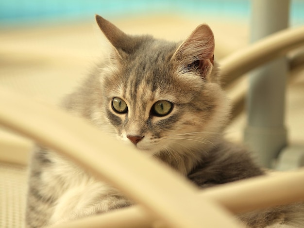 Retrato de un gato en primer plano