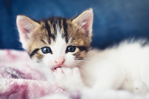 Foto retrato de un gato en primer plano