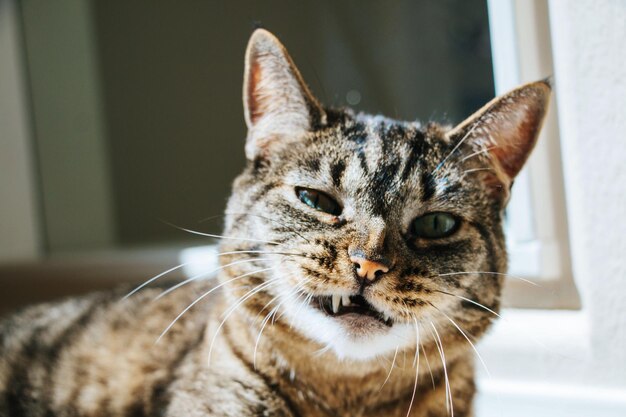 Retrato de un gato en primer plano