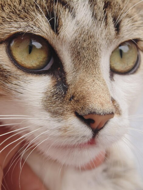 Foto retrato de un gato en primer plano