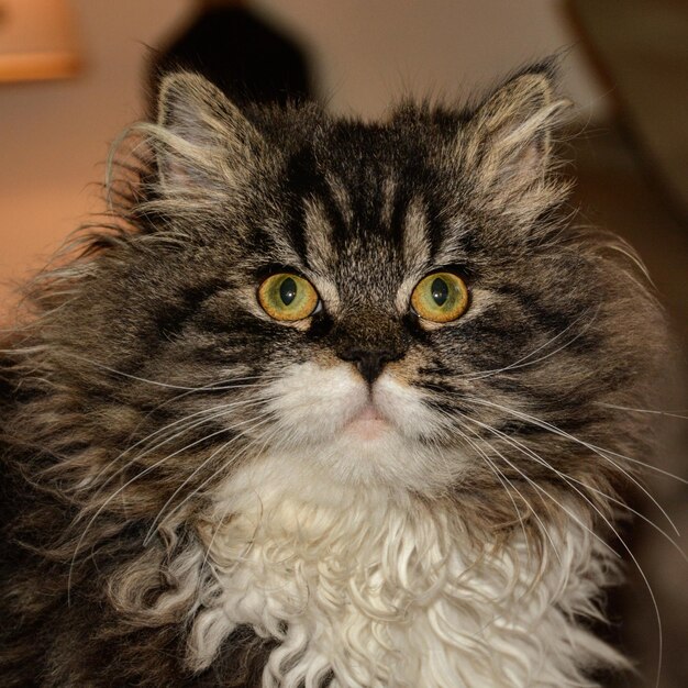 Retrato de un gato en primer plano