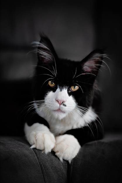 Foto retrato de un gato en primer plano
