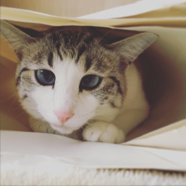Retrato de un gato en primer plano