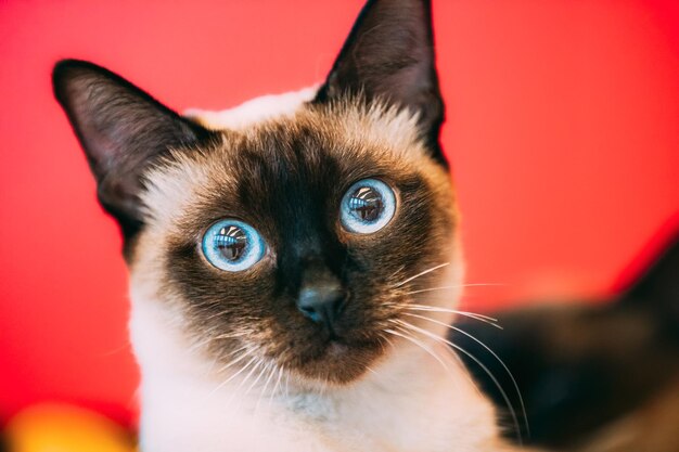 Foto retrato de un gato en primer plano