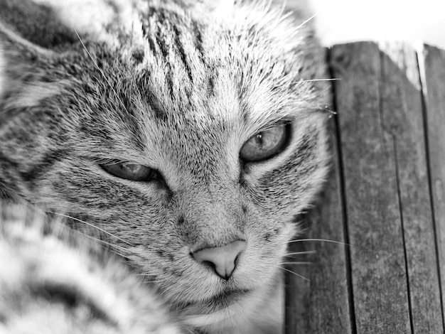 Foto retrato de un gato en primer plano