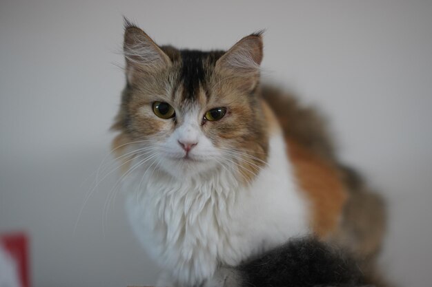 Foto retrato de un gato en primer plano