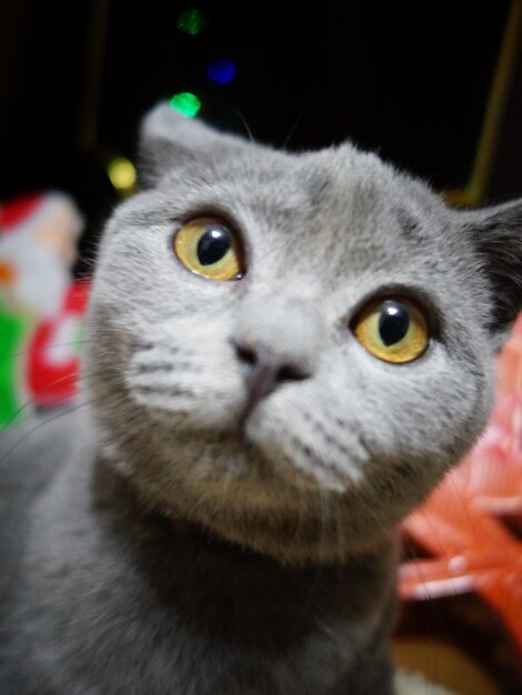 Foto retrato de un gato en primer plano