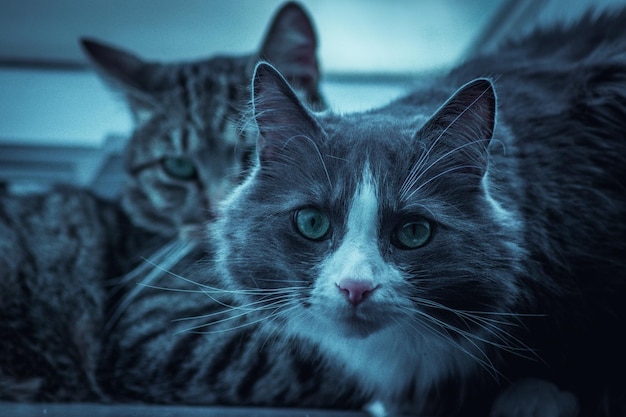 Foto retrato de un gato en primer plano