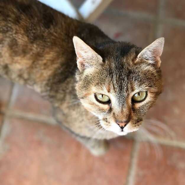 Foto retrato de un gato en primer plano