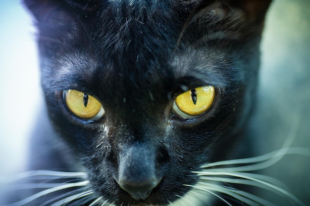 Retrato de un gato en primer plano