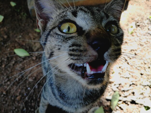 Foto retrato de un gato en primer plano