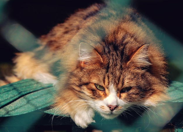 Retrato de un gato en primer plano