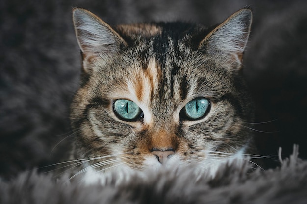Retrato de un gato en primer plano