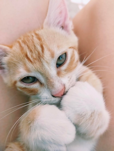 Retrato de un gato en primer plano