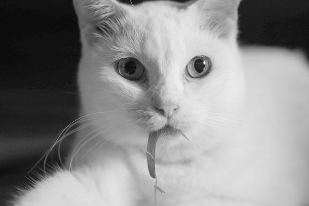 Foto retrato de un gato en primer plano