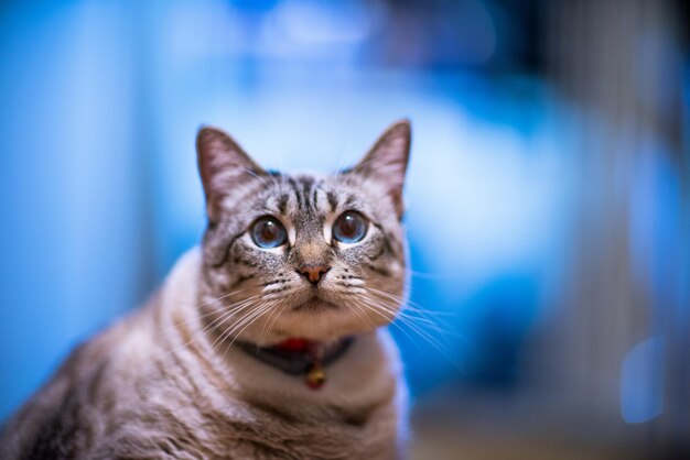 Foto retrato de un gato en primer plano