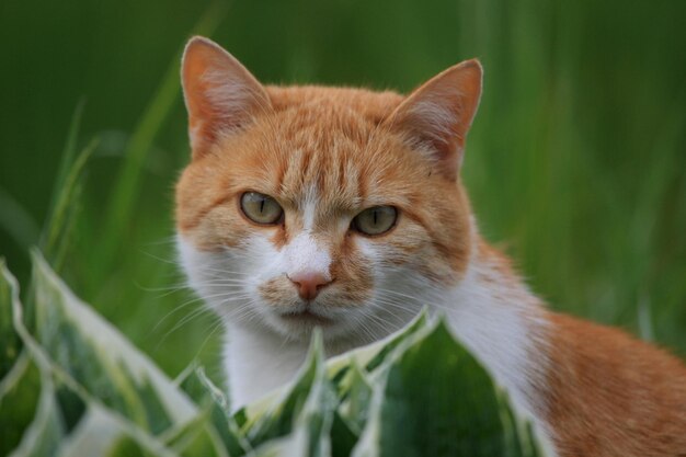 Retrato de un gato en primer plano