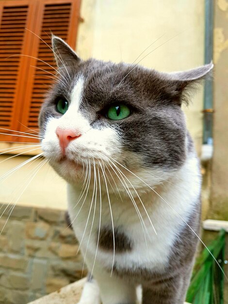 Retrato de un gato en primer plano